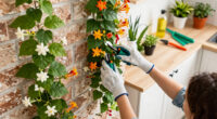 Want to Cheer Up a Shady Wall Fast? These 7 Fragrant Climbers Will Quickly Transform a Dull Corner into a Lush Oasis of Color and Scent