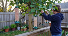 15 Best Backyard Bird Feeders in 2026